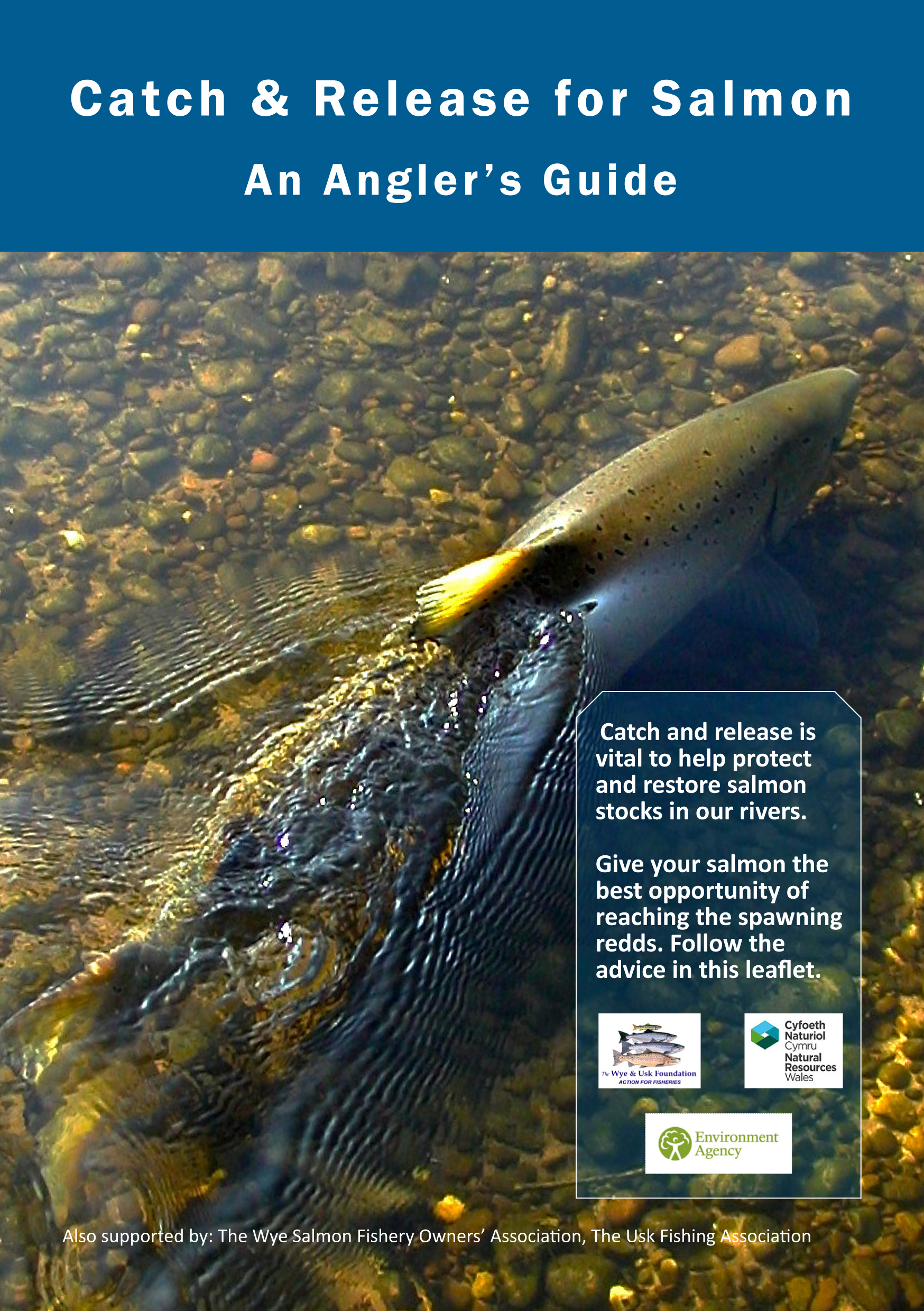 Catch and Release Guide