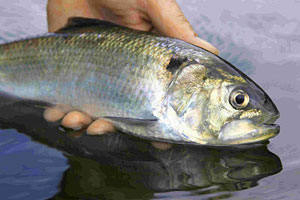 A Twaite shad from the Wye. Shad do not respond well to handling and must be released as quickly as possible.